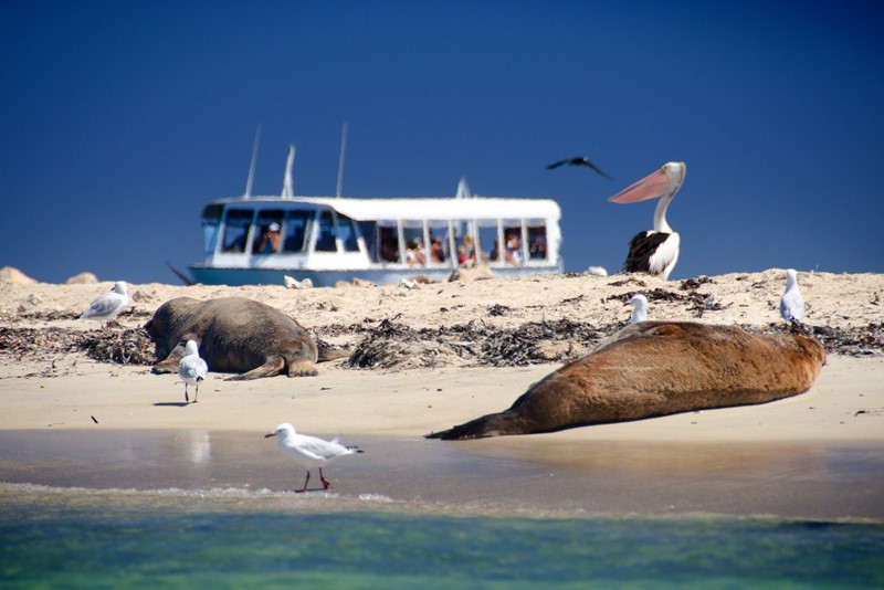 penguin island day tour